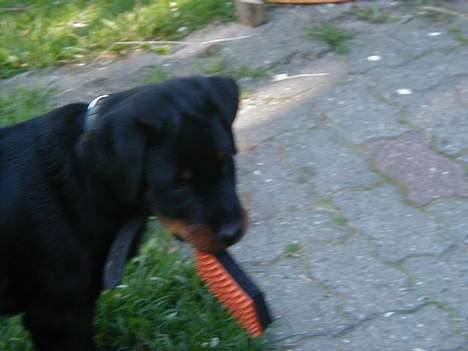 Rottweiler Idor billede 11