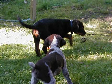 Rottweiler Idor billede 12