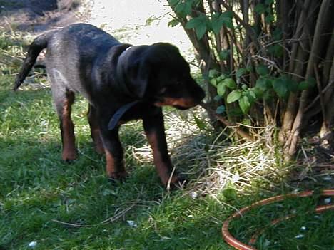 Rottweiler Idor billede 13