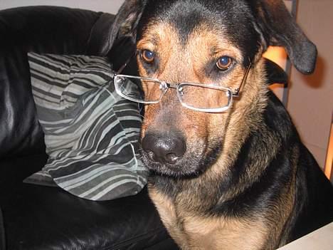 Blanding af racer Pumba -  mit "syn" er ikke hvad det har været.. billede 16