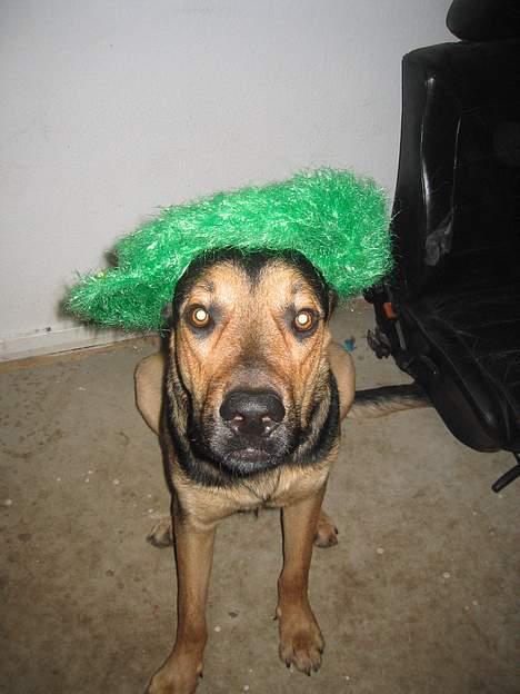 Blanding af racer Pumba - Er min nytårshat ikke bare flot...? billede 17