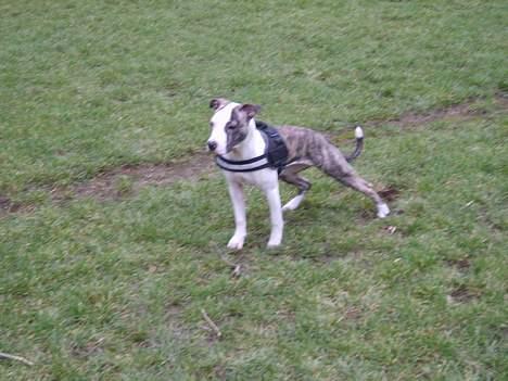 Amerikansk staffordshire terrier LunA billede 4