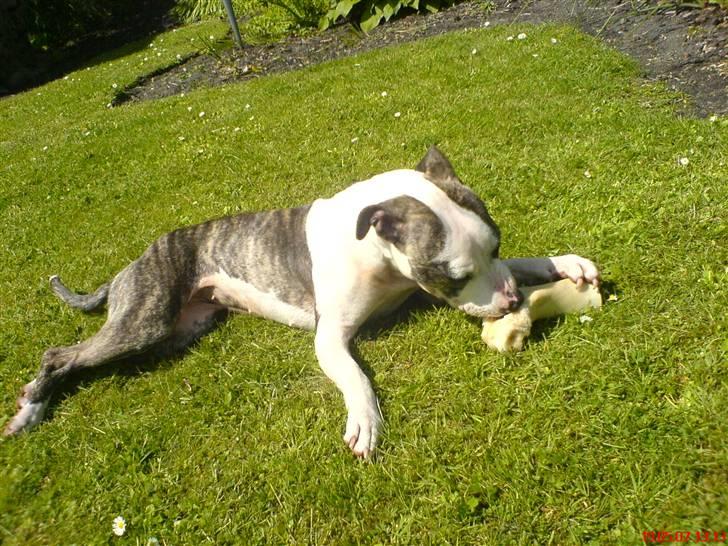 Amerikansk staffordshire terrier LunA billede 5