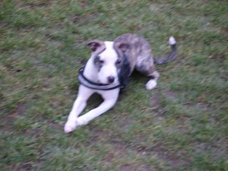 Amerikansk staffordshire terrier LunA billede 6