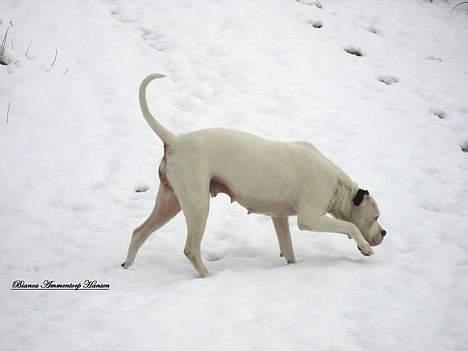 Amerikansk bulldog Thiti (R.I.P.) billede 19