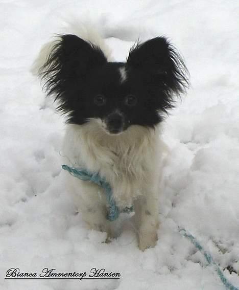 Blanding af racer ZigZag billede 12