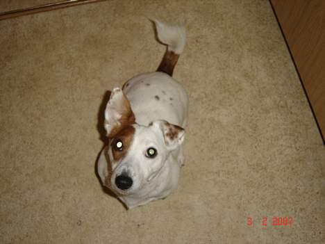 Jack russell terrier Daisy billede 13