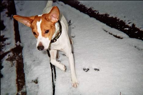 Dansk svensk gaardhund Scotty - Scotty´s første snedag!  billede 9