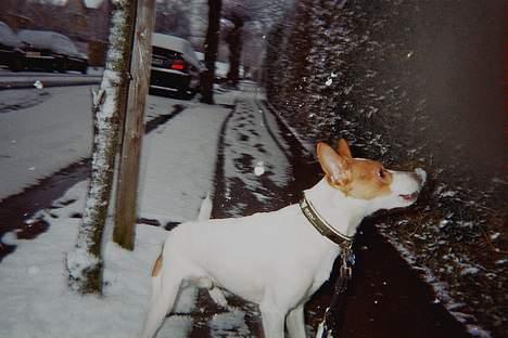 Dansk svensk gaardhund Scotty - Sne er nu sjovt synes Scotty billede 10