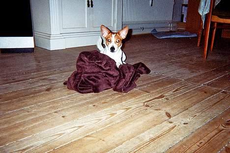 Dansk svensk gaardhund Scotty - Scotty laver ballade... billede 11