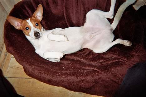 Dansk svensk gaardhund Scotty - Han kan godt lide at blive nusset på maven! billede 12