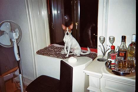 Dansk svensk gaardhund Scotty - Fra sin udsigtspost i vinduet kan Scotty holde øje med dem på gaden billede 13