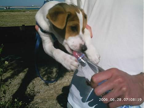 Dansk svensk gaardhund Scotty - Scotty som lille hvalp. (ca. 12 uger) billede 14