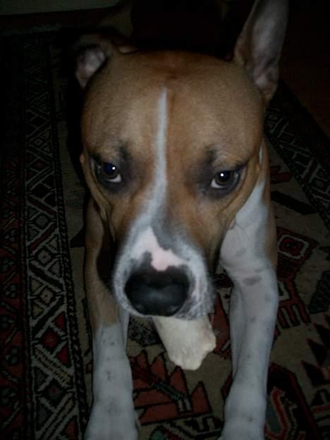 Blanding af racer Deca - 10. dec 2006  billede 10