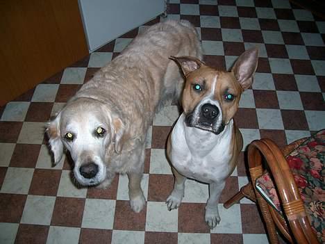 Blanding af racer Deca - 21 dec 2006  billede 11