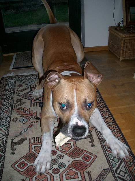 Blanding af racer Deca - Come get some! billede 12