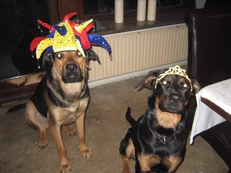 Blanding af racer Sussi - Så blev det endelig nytår, sikke en fest min bror og jeg havde.. billede 14