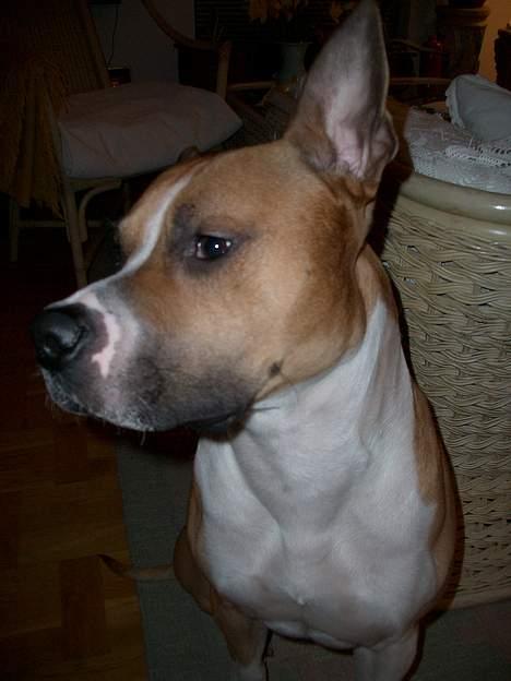 Blanding af racer Deca - far kalder mig big-ear, forstår ik helt hvorfor. de da ik store  billede 13