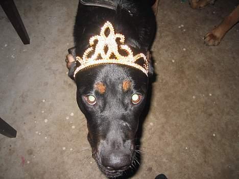 Blanding af racer Sussi - Er jeg ikke fin med min nytårs hat. billede 15