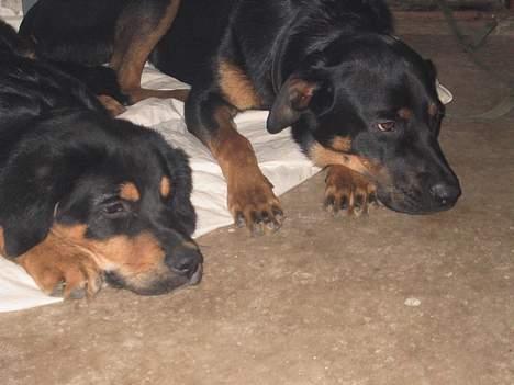 Blanding af racer Sussi - Her er jeg med tarzan, som eer blevet min lille nye legekammerat. Jeg er som en mor for det lille puds. billede 16