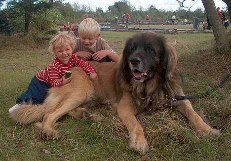 Leonberger khaimas´ cho cachou - rigtig famlie hund billede 6