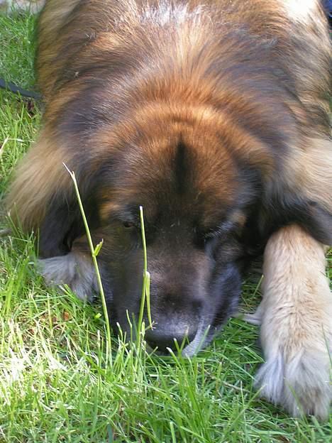Leonberger khaimas´ cho cachou - han blev lidt træt billede 7