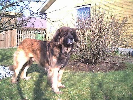 Leonberger khaimas´ cho cachou billede 8