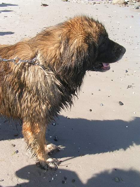 Leonberger khaimas´ cho cachou - vandhund billede 9