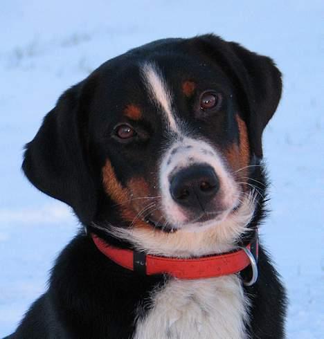 Appenzeller sennenhund Abora vom Höfli  "Abora" - Abora 7 mdr. gl. billede 9