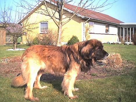 Leonberger khaimas´ cho cachou billede 10