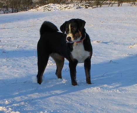 Appenzeller sennenhund Abora vom Höfli  "Abora" - Abora 7 mdr. gl.  billede 10