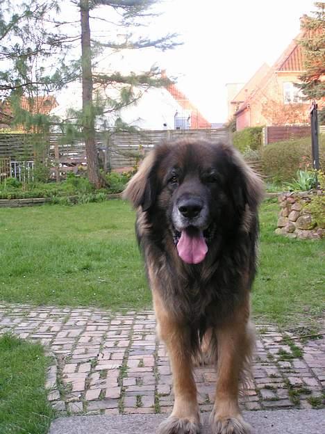 Leonberger khaimas´ cho cachou billede 11