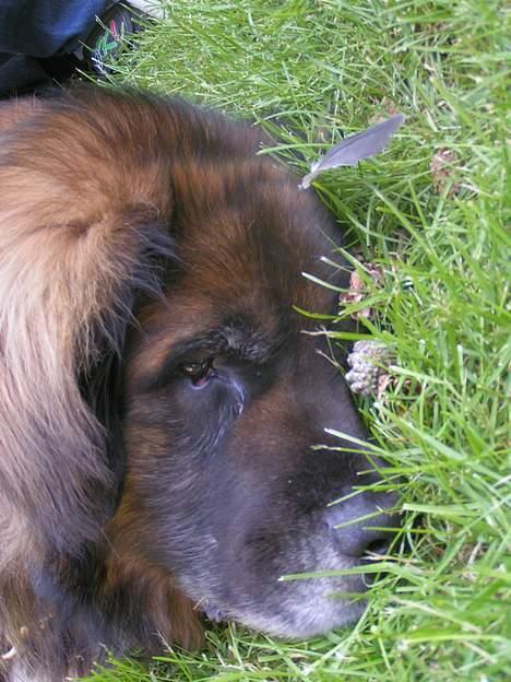 Leonberger khaimas´ cho cachou - lad mig sove..!! billede 12
