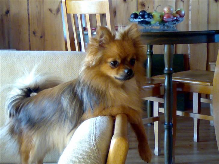 Pomeranian Perle - Aftenhygge billede 1