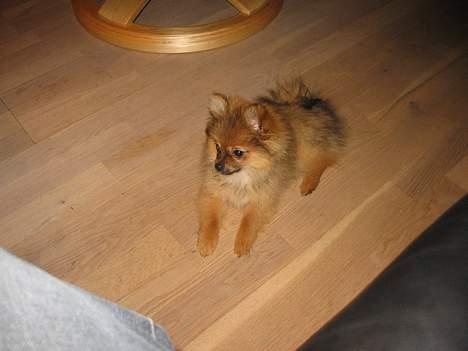 Pomeranian Perle - hvad mon hun tænker på billede 2