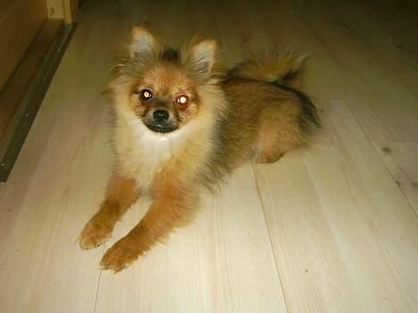 Pomeranian Perle - spillopper udtænkes billede 3
