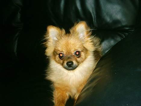 Pomeranian Perle - løfter du mig ned - eller skal jeg springe billede 4