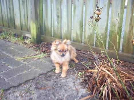 Pomeranian Perle - et lille hvil udenfor billede 5