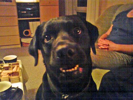 Labrador retriever Djack - Har du et hundebolche der?!  billede 6