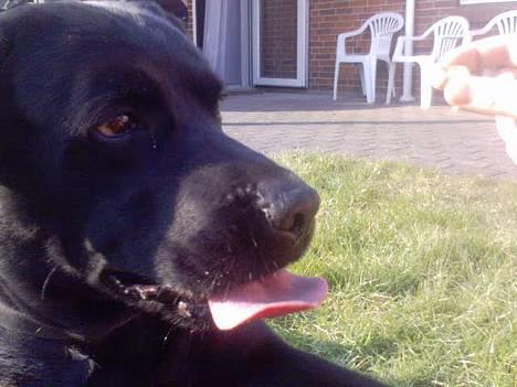 Labrador retriever Djack - Djack venter spændt på hundeguffen..  billede 8