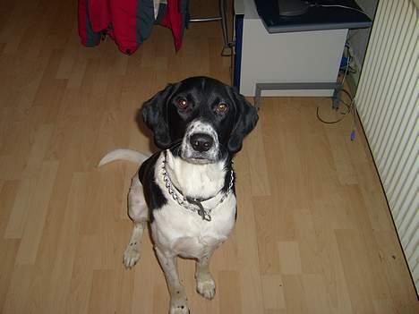 Blanding af racer Qato billede 17