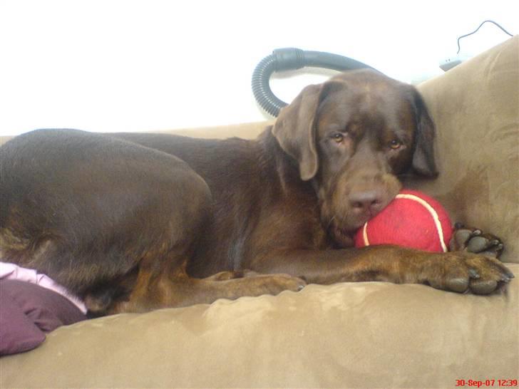 Labrador retriever Mads *død* - mads i sofaen (ups) billede 17
