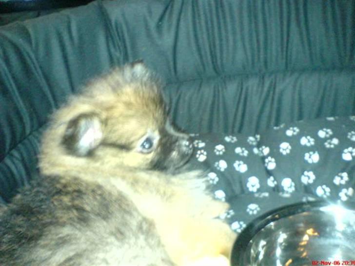 Pomeranian Tyson, Sov godt Skat <3 R.I.P - HallØj allesammen.. Jeg hedder Tyson billede 1