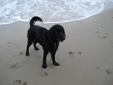 Blanding af racer Titti - På stranden ;P Foto: Mig billede 1