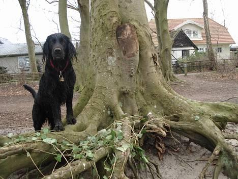 Blanding af racer Titti - Se hvad jeg fandt ! :) Foto: Mig billede 2