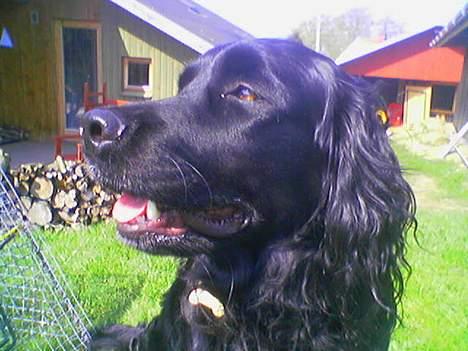 Blanding af racer Titti - Sidder i haven og har det varmt .. Hhe Foto: Mig billede 3