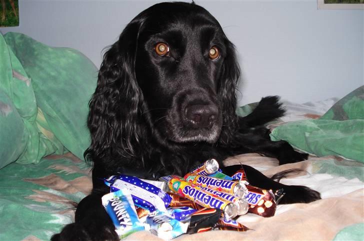 Blanding af racer Titti - Grådig ? (; Foto: Mig billede 4