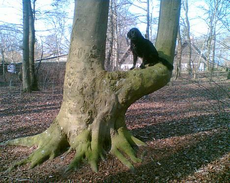 Blanding af racer Titti - Se.. Jeg fandt mere (: Foto: Mig billede 5