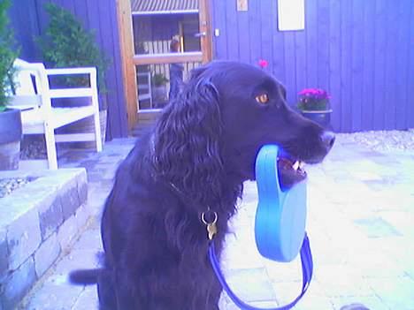 Blanding af racer Titti - Så er hun klar til at gå en tur.. Haha Foto: Mig billede 6