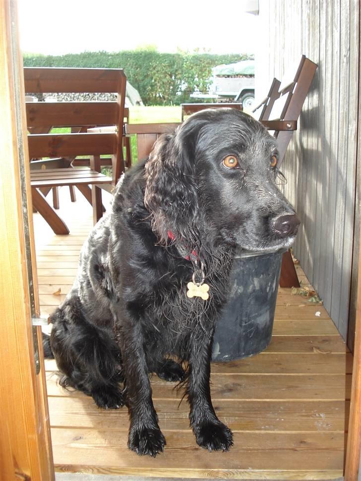 Blanding af racer Titti - Har lige gravet et lille hul.. ;) Foto: Mig billede 7